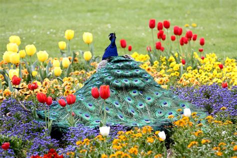 Peacock Garden 